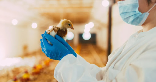 Công Ty TNHH Sản Xuất Thương Mại BIOVET