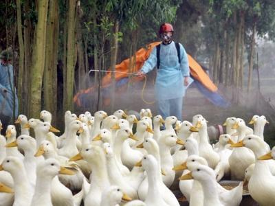 Phòng trị một số bệnh thường gặp ở ngan, vịt